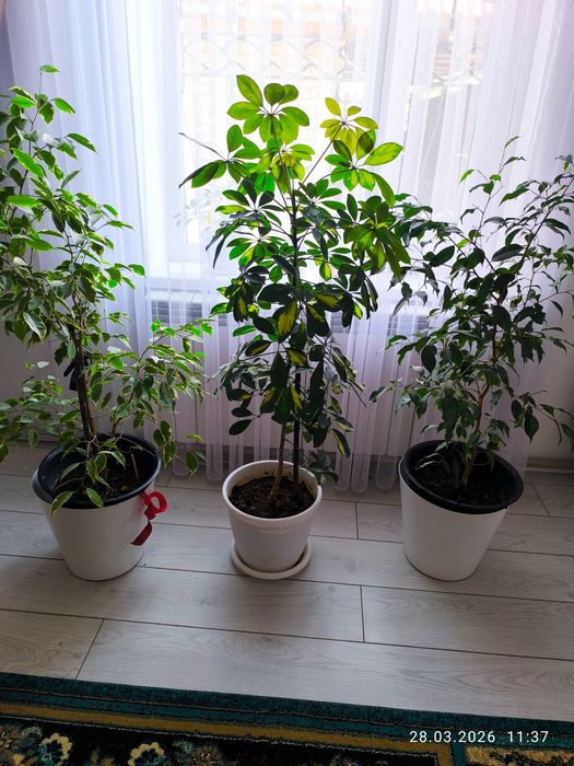 Цветы комнатные в г Тараз