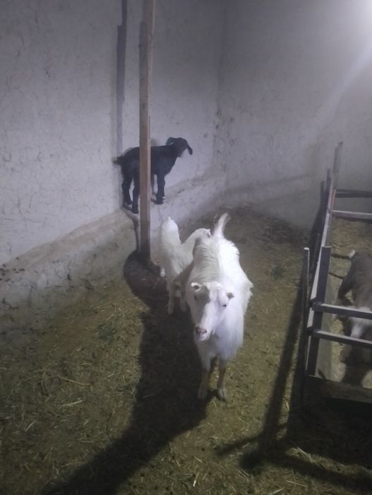 Она бола Ечкилар