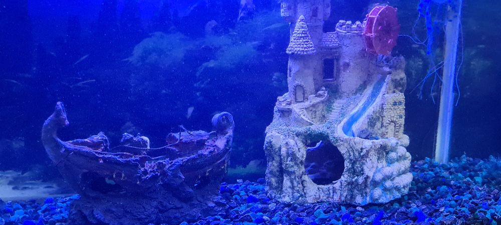 Аквариум + балықтар (толық комплект)