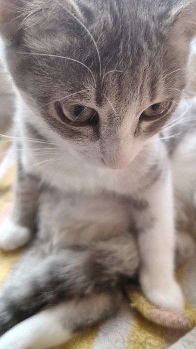 Отдам в добрые руки кошечку