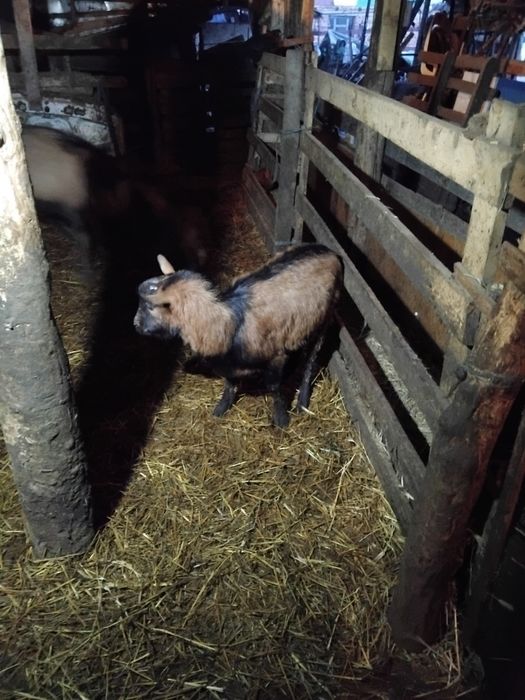 Vând  trei  tapi alpin cu vârste diferite