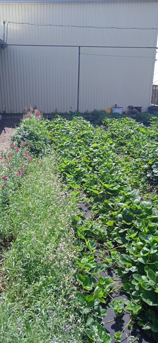 Саженцы Клубники