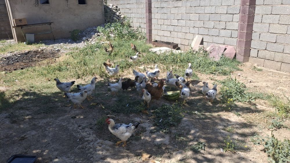 Тауық, курый, балапан