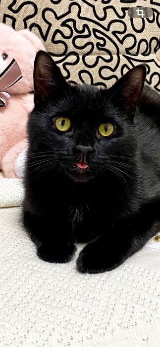 Котята-подростки в добрые руки