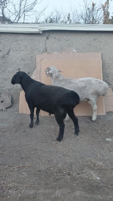 Zotli, Qozoqi qo'chorlar