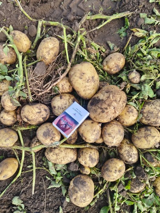 Продам картофель сорт Коломбо.
