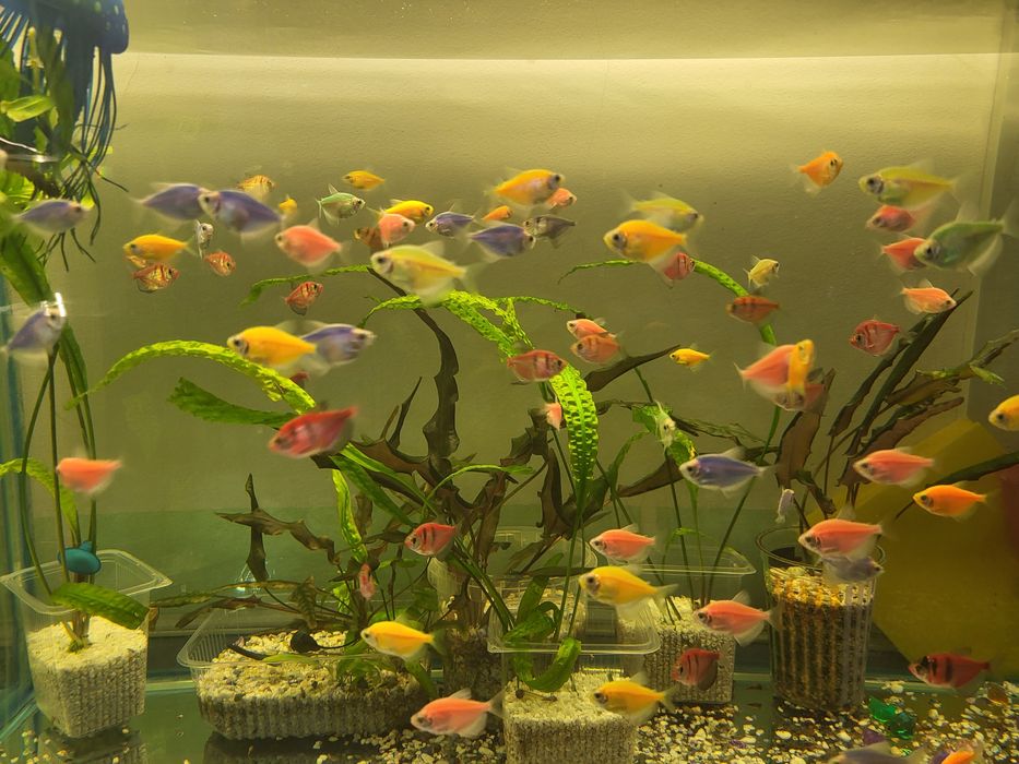 Продам аквариумных рыбок