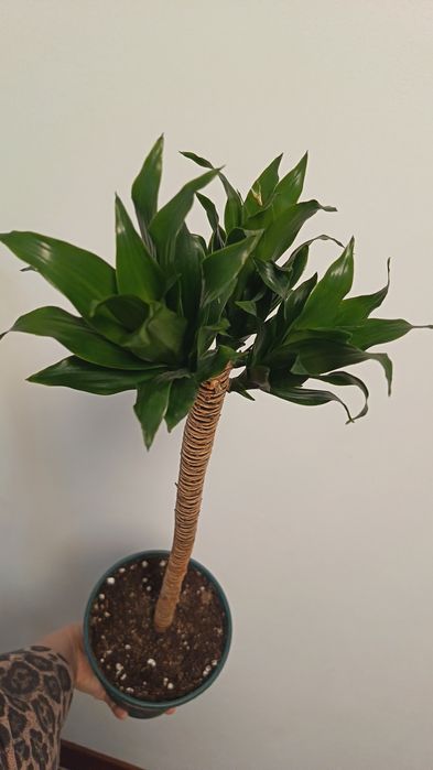 драцена компакта