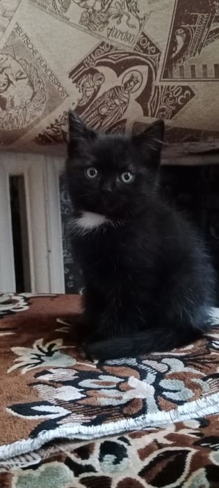 Сибирский котята