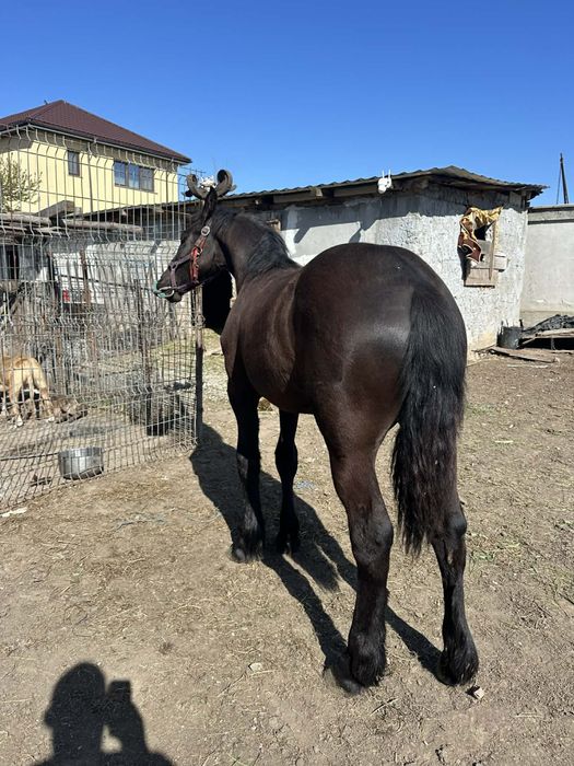 Vand Manza Frizian !!