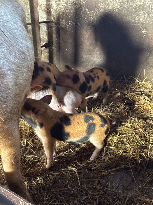 Поросята месячные