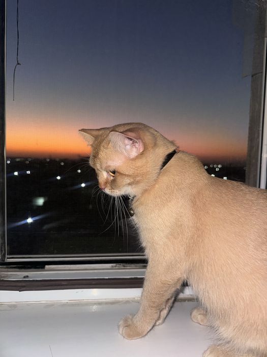 Вязкага шиншилла тоза зотли Маркиз