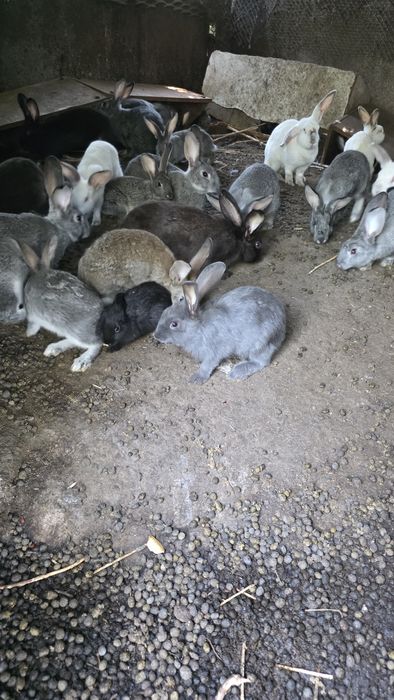 Кролики домашние