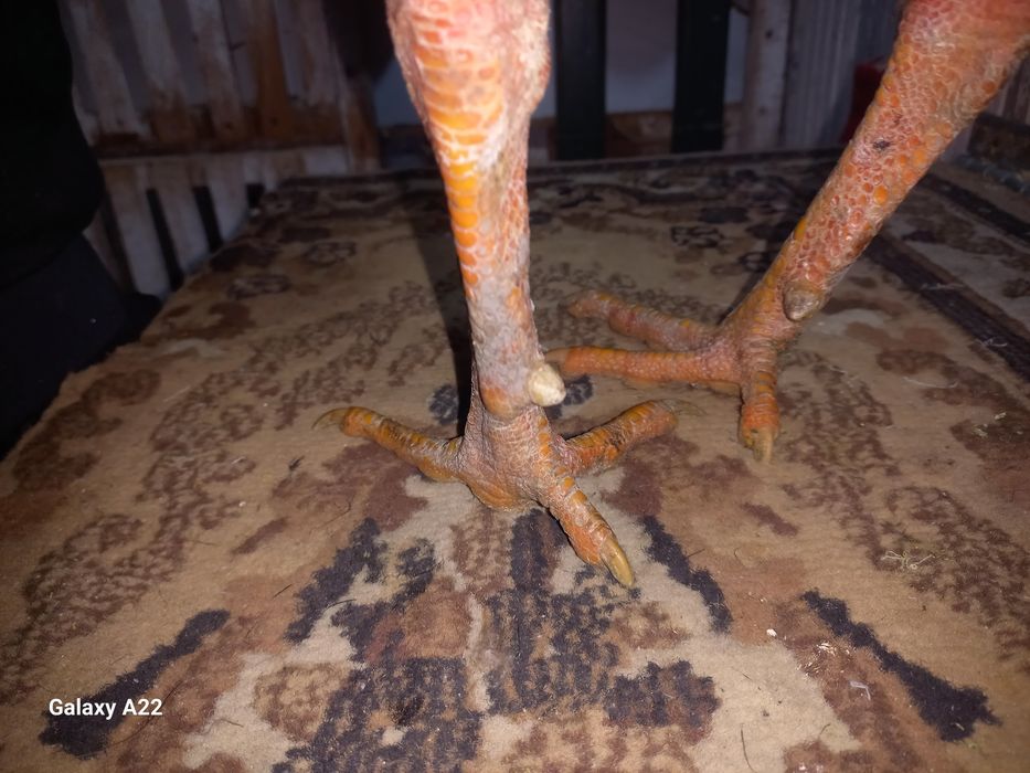 Продам петуха  бойцовый