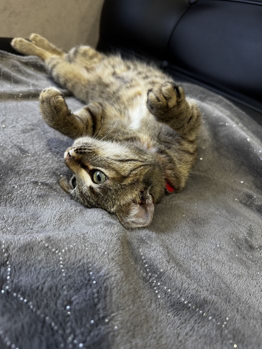 Отдам кошечку в хорошие руки