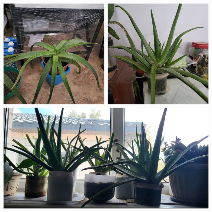 Алоэ лечебное, столетник от 1000 т .