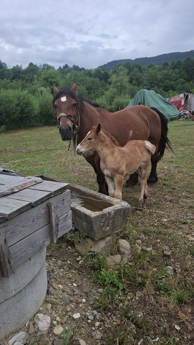 Trei iepe de vânzare două din ele au mânzuca