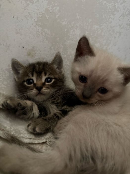 Котенки мальчик и девочка