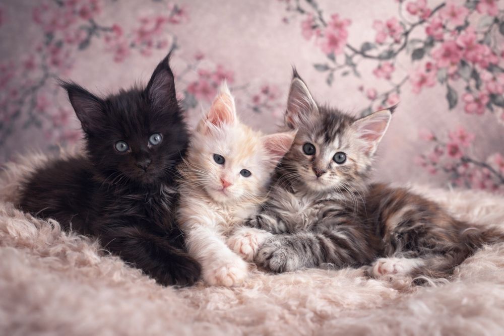 питомник&породистых&котят&