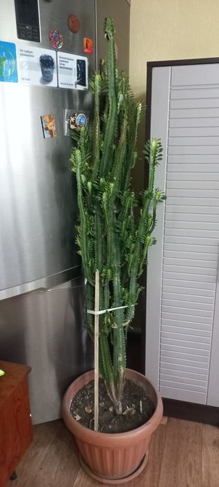 Продам молочай высота 180 см