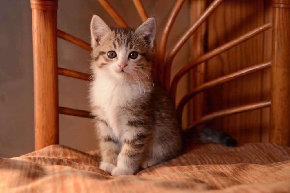 Котенок  мальчик
