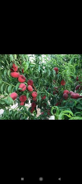 Koʻchatlar mevali daraxtlar xamassi