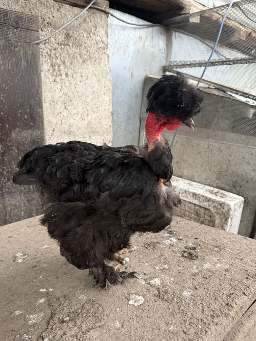 Vand gaini si cocosi motati incaltati barbosi golasi