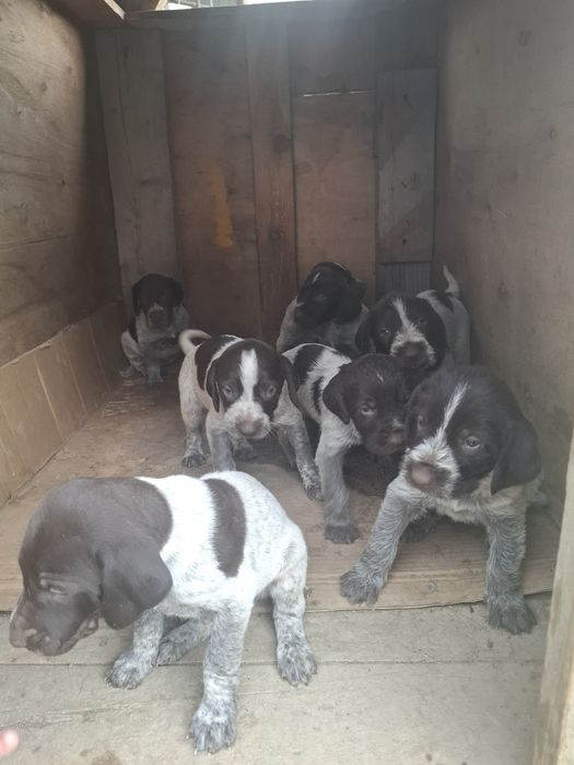 дратхаар щенок алматы