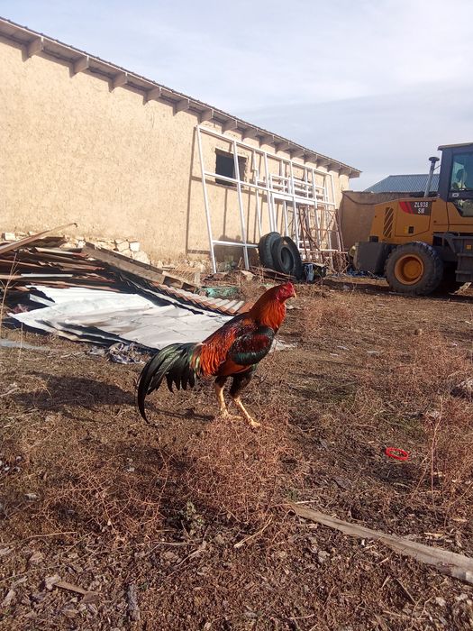 Дакан қораз сатылады