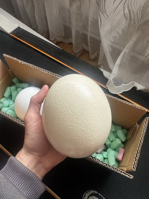 Oua de strut de vanzare