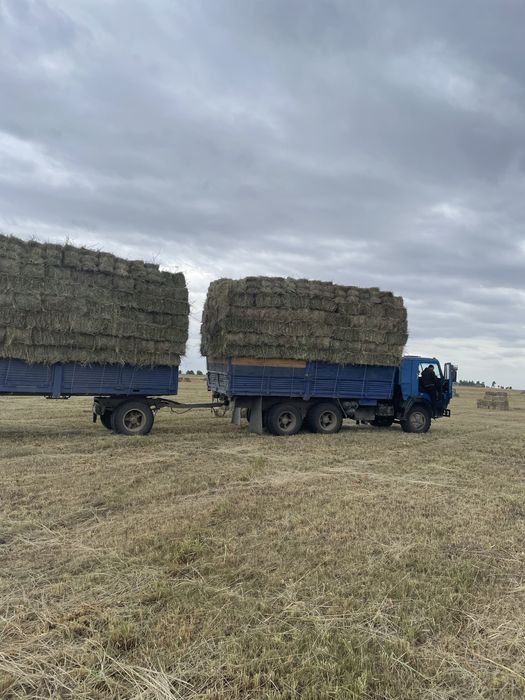 Сено в тюках продам