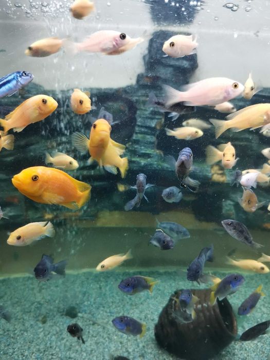 Цихлиды Малави в аквасалоне Ковчег