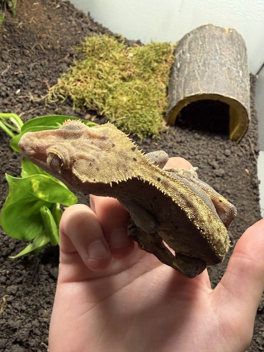 Vand pereche crested gecko cu terariu