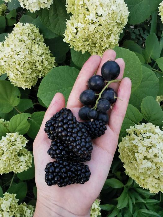 Кусты черной крупной смородины