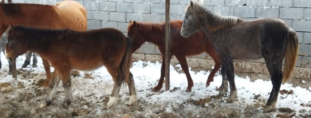 Продам жабагы, еркек -ұрғашылар