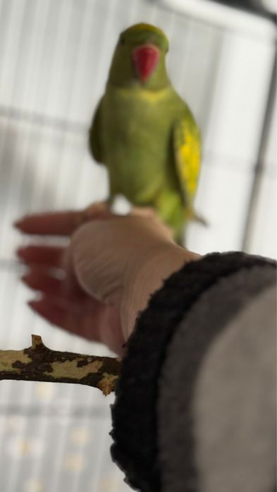 Vand papagal micul alexander