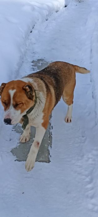 Отдам собаку (девочку)