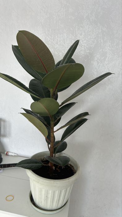 Фикус комнатное растение