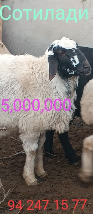 Срочно продаётся бараны!