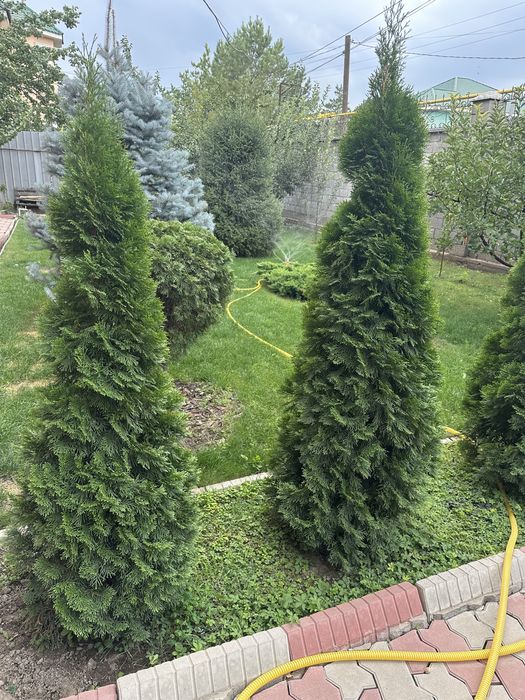 Туя Смарагд, голубой можевельник