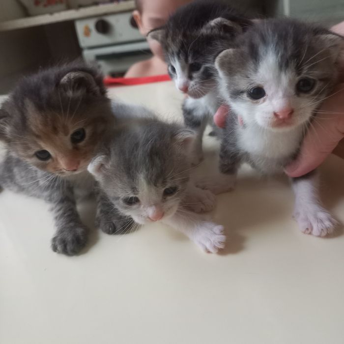 Вислоушки  один месяц мальчики