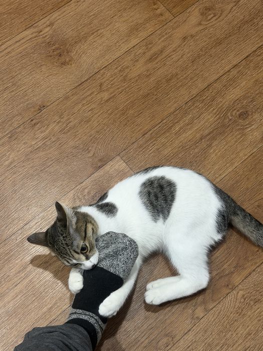 Игривый котенок бесплатно