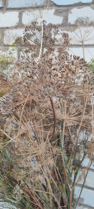 Укроп веник сухой