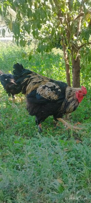 Induk xoroz sotiladi