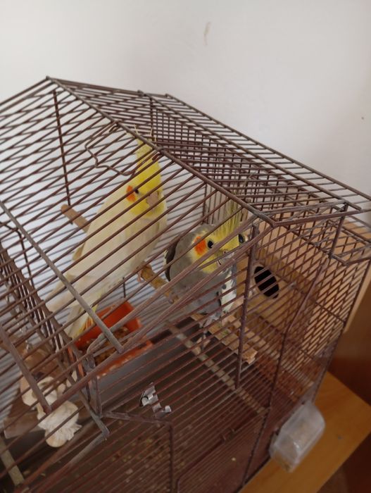 Vând Nimfe mascul și femelă tinerii de 2ani