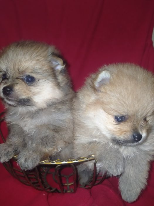 Померанский шпиц