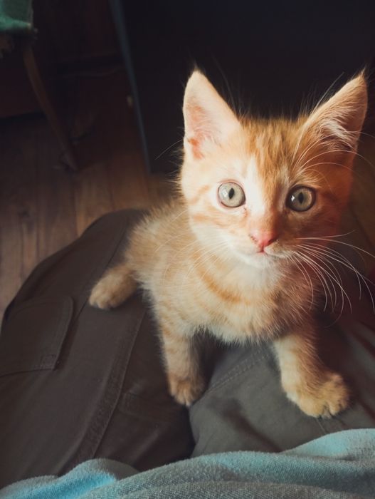 Отдам котенка в добрые руки