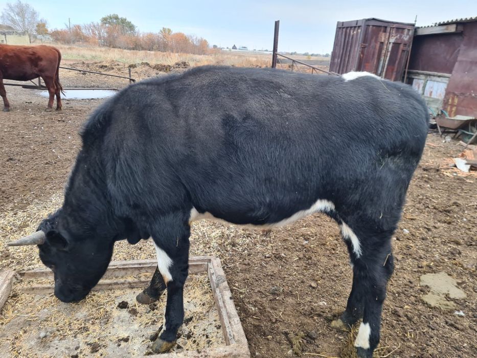 Продаются бычки, продается бычек