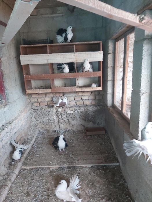 Продаются голуби