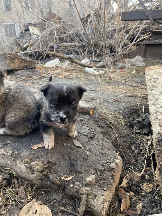 Щенки дворняги малыши